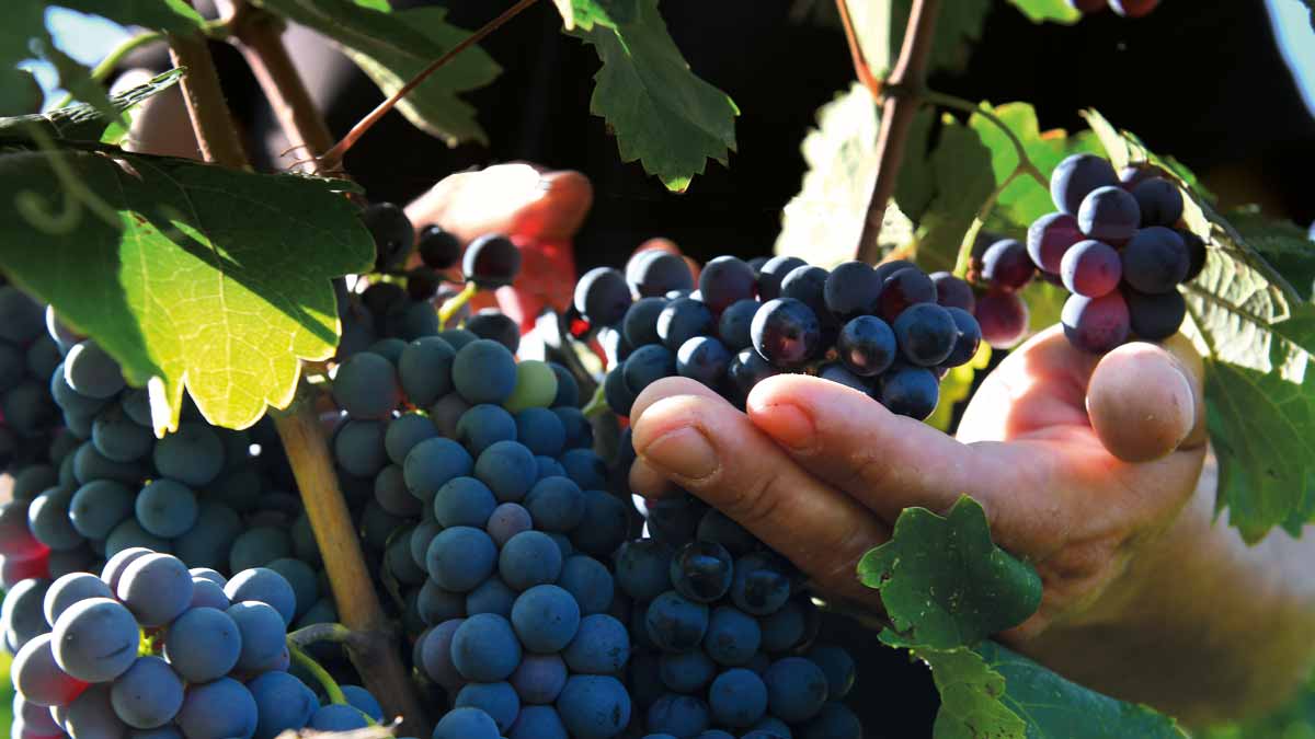 La rotta del vino