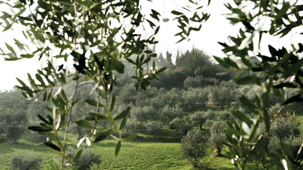 La rotta dell'olio