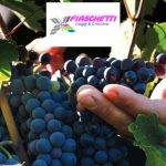 La rotta del vino (Acuto, Anagni, Paliano, Piglio, Serrone)